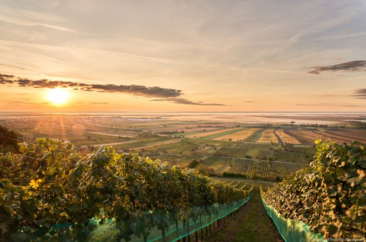 Wein-Erlebnisreise Neusiedlersee
