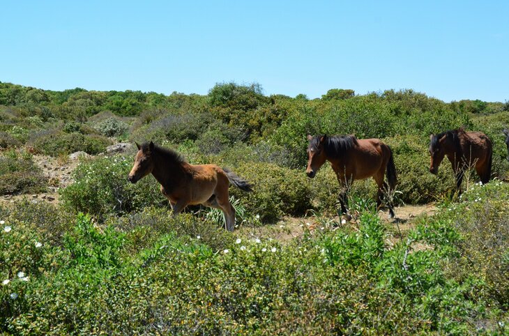 Erlebnisreise Südsardinien