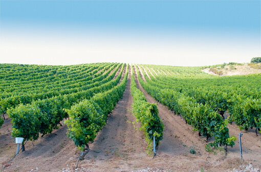 Busrundreise Sardinien Wein & Kultur