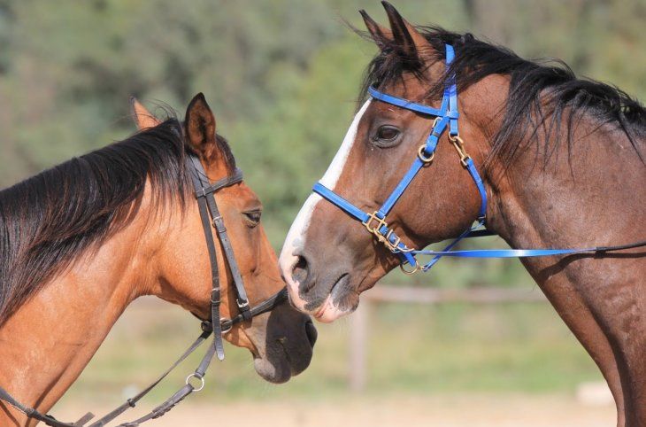 Horse Country Resort <div class="m-page-header__rating"><span class="m-page-header__rating--star"></span><span class="m-page-header__rating--star"></span><span class="m-page-header__rating--star"></span><span class="m-page-header__rating--star"></span></div>